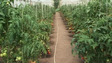 Ջերմոցային տնտեսություն
